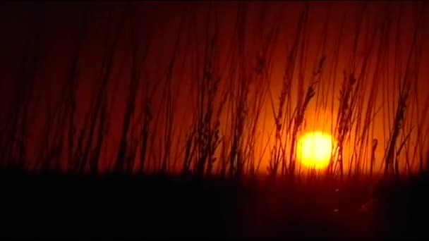 在草原上 穿过高高的草地 你可以看到夕阳西下 一个美丽的黄昏 — 图库视频影像