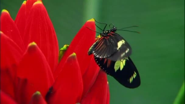 Ein Schwarzer Schmetterling Sitzt Auf Einer Roten Blume — Stockvideo