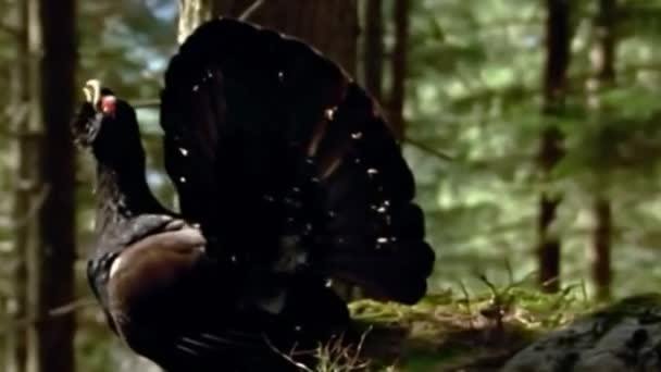 Taiga Forest Capercaillie Rooster Talks Sings His Song — Stock Video