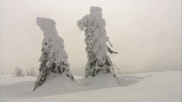 Kış Günü Hava Sisli Şiddetli Bir Kar Fırtınasından Sonra Tüm — Stok video