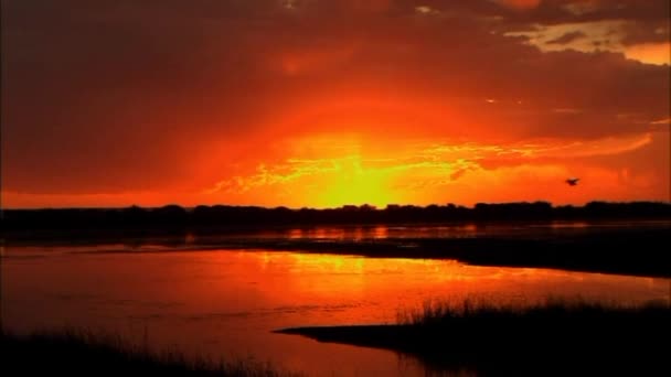 Beautiful Sunset Lake Bird Flies Background Red Dawn — Stock Video