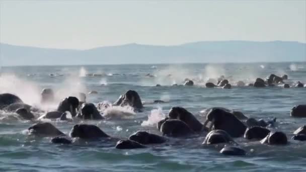 Stor Koloni Valrossar Berings Sund — Stockvideo