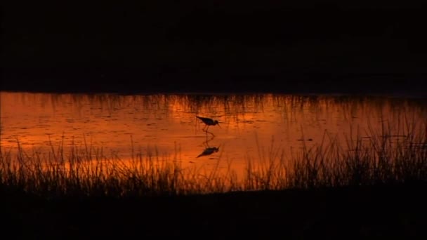 Amanecer Tarde Vuelto Rojo Agua Flautista Arena Camina Través Pequeño — Vídeos de Stock