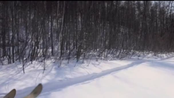 Bir Kayak Avcısı Tuzaklarını Kontrol Eder — Stok video