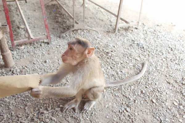 Una Scimmia Carina Prende Cibo Dal Pacchetto Thailandia — Foto Stock