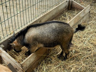 Çiftlik hayvanlarını beslemek ve çoğaltmak. Tarım endüstrisi. Keçiler saman yer..