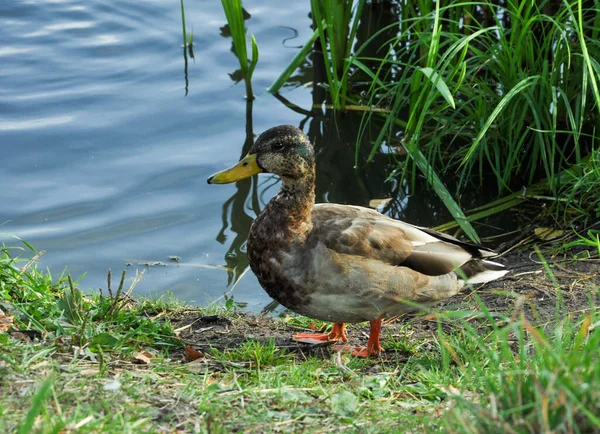 Pato Caminha Perto Lago Pato Solitário — Fotografia de Stock