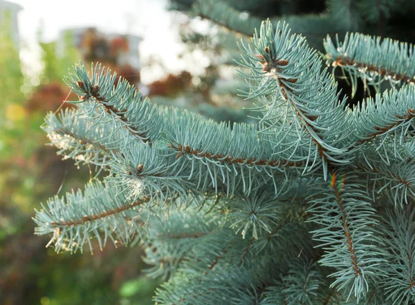 Árbol Navidad Abeto Azul Fondo Textura Abeto Primer Plano Bosque —  Fotos de Stock