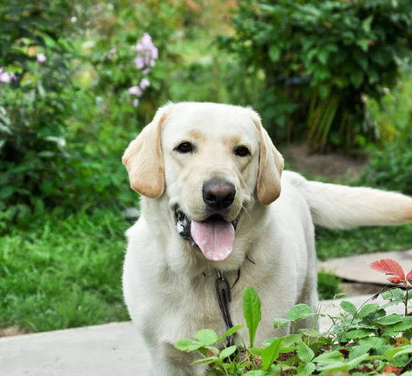 Lindo Labrador Sorridente Fundo Verão Cão Genealógico — Fotografia de Stock