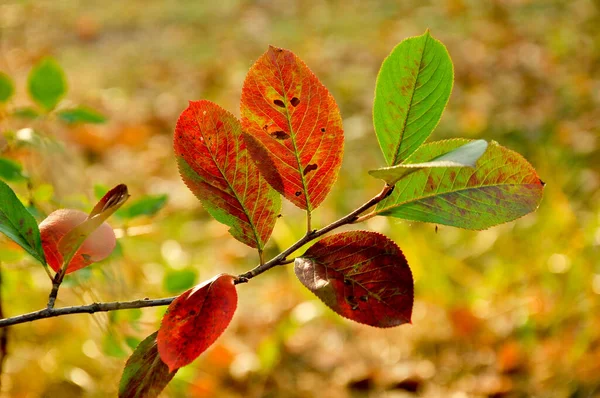 Red autumn leaves in the Park. Sunny autumn day.  Beautiful autumn blurry background.