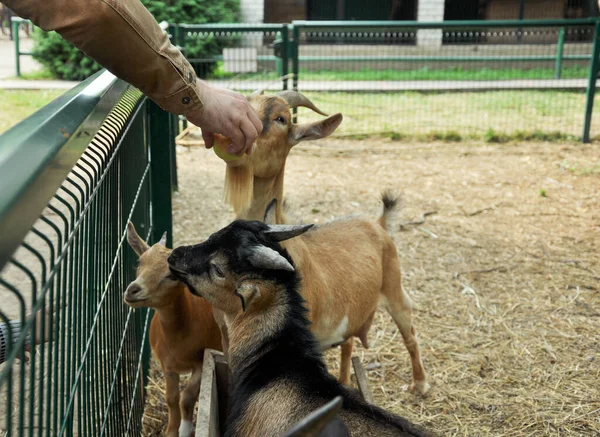 Feeding and breeding of livestock. Agricultural industry. Goats eat hay.