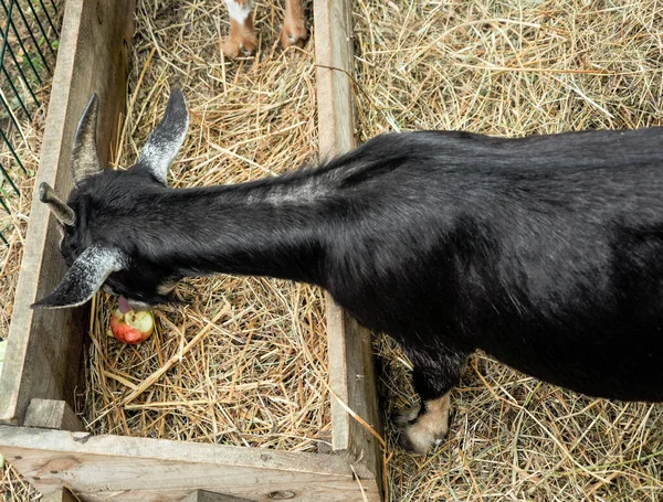 Çiftlik Hayvanlarını Beslemek Çoğaltmak Tarım Endüstrisi Keçiler Saman Yer — Stok fotoğraf