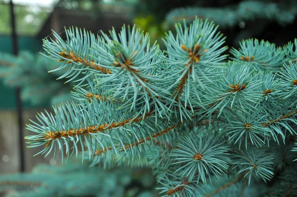 クリスマスツリー ブルースプルース テクスチャの背景 閉じる 針葉樹林 — ストック写真