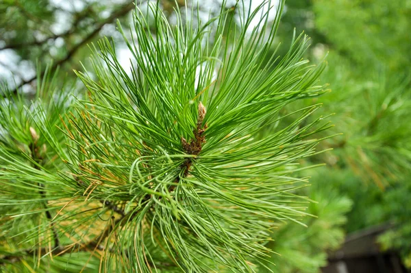 Gros Plan Sur Pin Vert Forêt Conifères Aiguilles Pin Floues — Photo