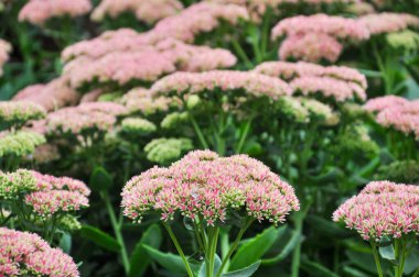 Soluk pembe çiçek tarlası. Çiçekli yaz geçmişi.