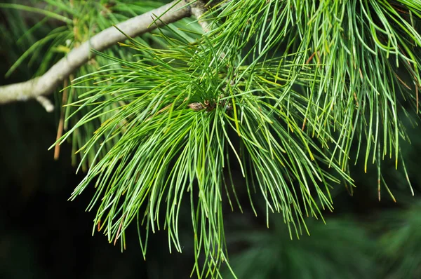 Agujas Pino Cerca Fondo Verde Verano Hermoso Pino Joven — Foto de Stock