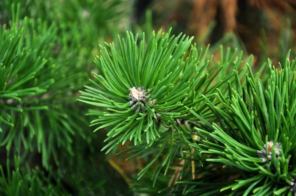 Arbre Noël Épinette Bleue Fond Texturé Gros Plan Sur Épinette — Photo