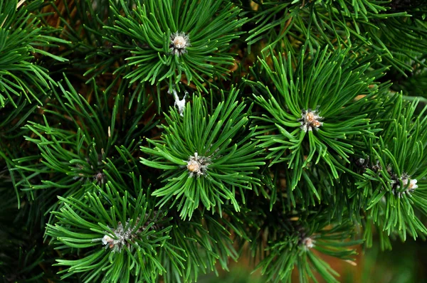 Christmas Tree Blue Spruce Texture Background Spruce Close Coniferous Forest — Stock Photo, Image
