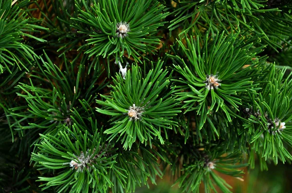 Árbol Navidad Abeto Azul Fondo Textura Abeto Primer Plano Bosque — Foto de Stock