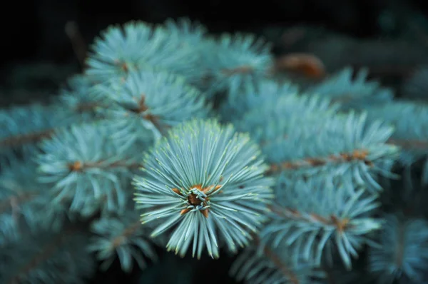 Árbol Navidad Abeto Azul Fondo Textura Abeto Primer Plano Bosque —  Fotos de Stock