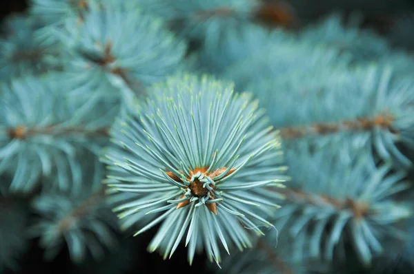 Árbol Navidad Abeto Azul Fondo Textura Abeto Primer Plano Bosque — Foto de Stock