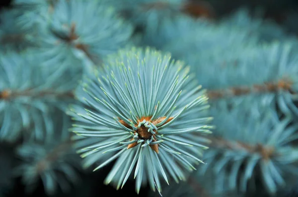 Árvore Natal Blue Spruce Textura Fundo Abeto Close Floresta Coníferas — Fotografia de Stock