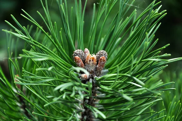 Χριστουγεννιάτικο Δέντρο Μπλε Spruce Υφή Φόντο Κοντινό Πλάνο Από Έλατο — Φωτογραφία Αρχείου