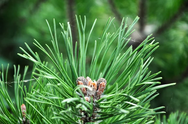 크리스마스 스위프트 텍스처 Spruce Close Coniferous Forest — 스톡 사진