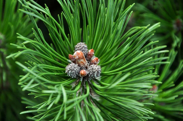 Χριστουγεννιάτικο Δέντρο Μπλε Spruce Υφή Φόντο Κοντινό Πλάνο Από Έλατο — Φωτογραφία Αρχείου