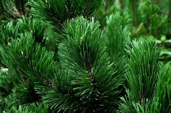 Christmas Tree Blue Spruce Texture Background Spruce Close Coniferous Forest — Stock Photo, Image