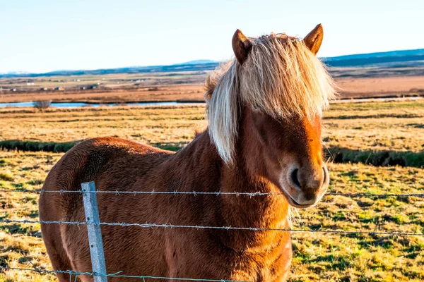 Icelandic Meadow Icelandic Breed Horses Grazing Left Touch Tourists — Stock Photo, Image