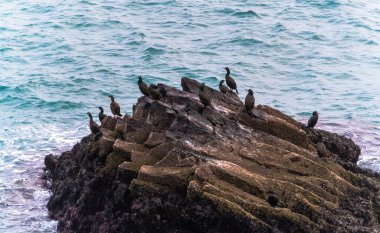 İzlanda 'daki Arnarstapi kayalıklarında karabataklar.