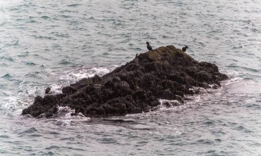 İzlanda 'daki Arnarstapi kayalıklarında karabataklar.