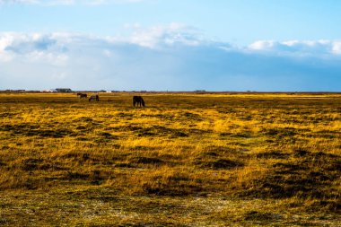 İzlanda 'nın güneyine doğru yol alan arazi İzlanda' nın cins atlarıyla dolu.