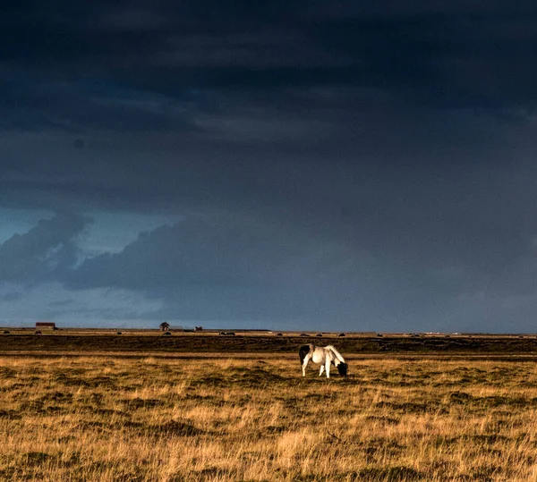 Route Travers Sud Islande Paysage Est Plein Chevaux Race Islandaise — Photo