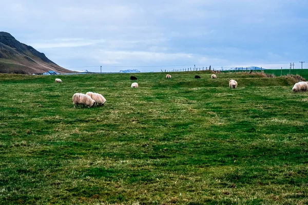 Une Prairie Avec Des Moutons Islande — Photo