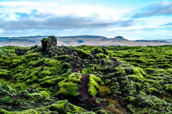 Vast Area Eldhraun Iceland Covered Woolly Moss — Stock Photo, Image