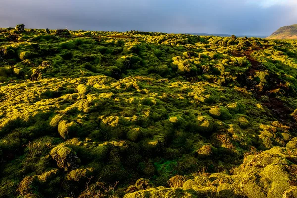 Eldhraun Islaaandia Moss Wool Cover Green Volcanic Vast Ness Landscape — 图库照片