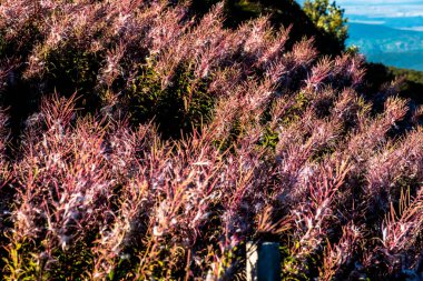 Grand Ballon zirvesi, Alsace 'ın en yüksek dağı, eylül ayındaki çiçeklerle dolu.