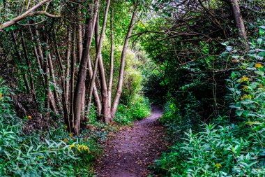 Reerve Naturelle La petite Camargue Alsacienne, Alsace, Fransa