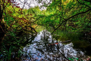 Doğa Koruma Alanı La petite camargue Alsacienne, Alsace France