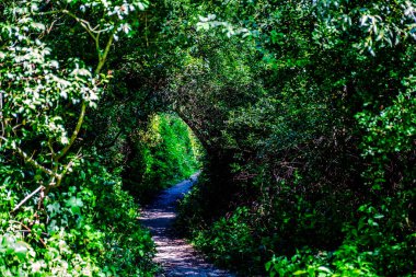 Yedek Naturelle La petite Camargue Alsacienne, Alsace, Fransa