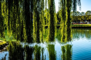 Melhouse, Alsace, Fransa 'daki Ren Kanalı' na ağlayan bir söğüt ağacı
