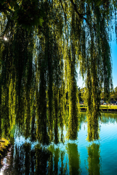 A weeping willow on the Rhone to the Rhine Canal at Melhouse, Alsace, France