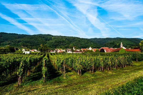 Pequeño Pueblo Rodeado Viñedos Cerca Riquewhir Alsacia Francia —  Fotos de Stock