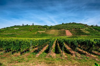 Riquewhir, Alsace, Fransa 'da Alsace şarabı üretmek için üzüm bağları