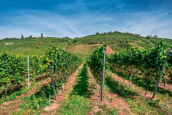 Viñedos Para Producir Vino Alsacia Los Alrededores Riquewhir Alsacia Francia —  Fotos de Stock