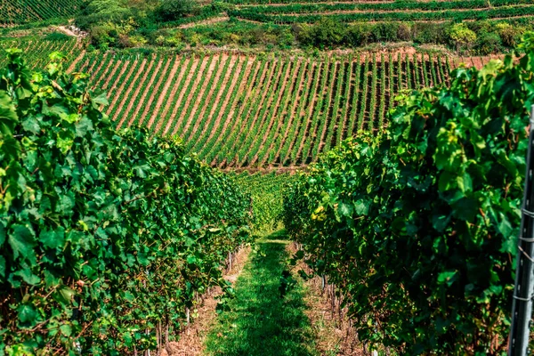 Viñedos Para Producir Vino Alsacia Los Alrededores Riquewhir Alsacia Francia —  Fotos de Stock