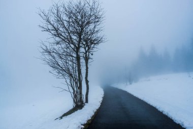 Almanya 'daki Kara Orman' ın dağlık kesimlerinde kar ve sis