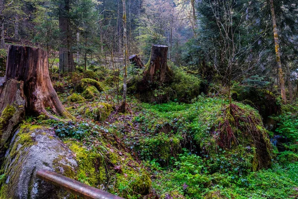 Florestas Exuberantes Cercam Cachoeiras Triberg Floresta Negra Alemanha — Fotografia de Stock